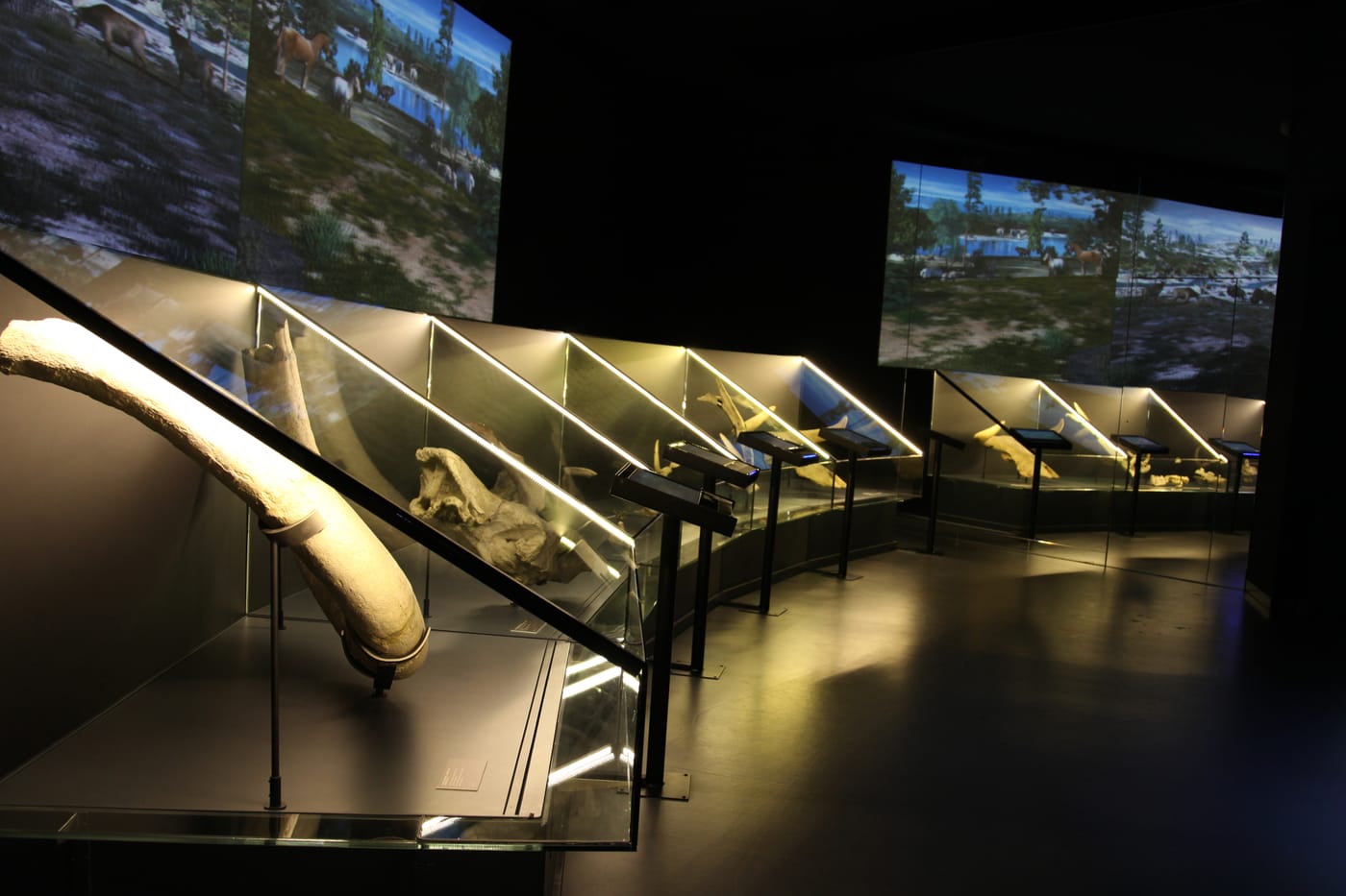 Sala paleontología